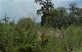 Guy Fanguy - Artist - Photographer - Guy Fanguy - Louisiana - Houma - Bayou Salle Road (9).jpg Size: 102169 - 13